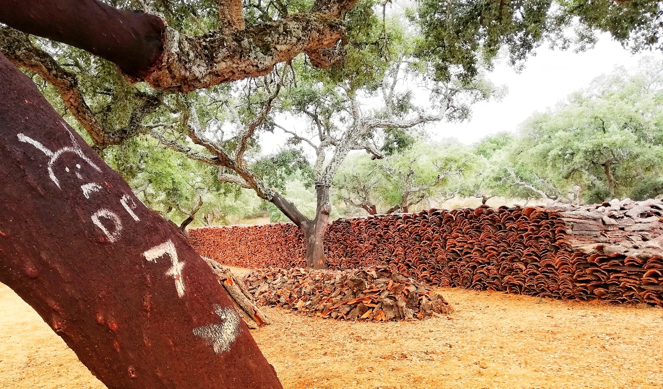 Alentejo Hike on the cork forest