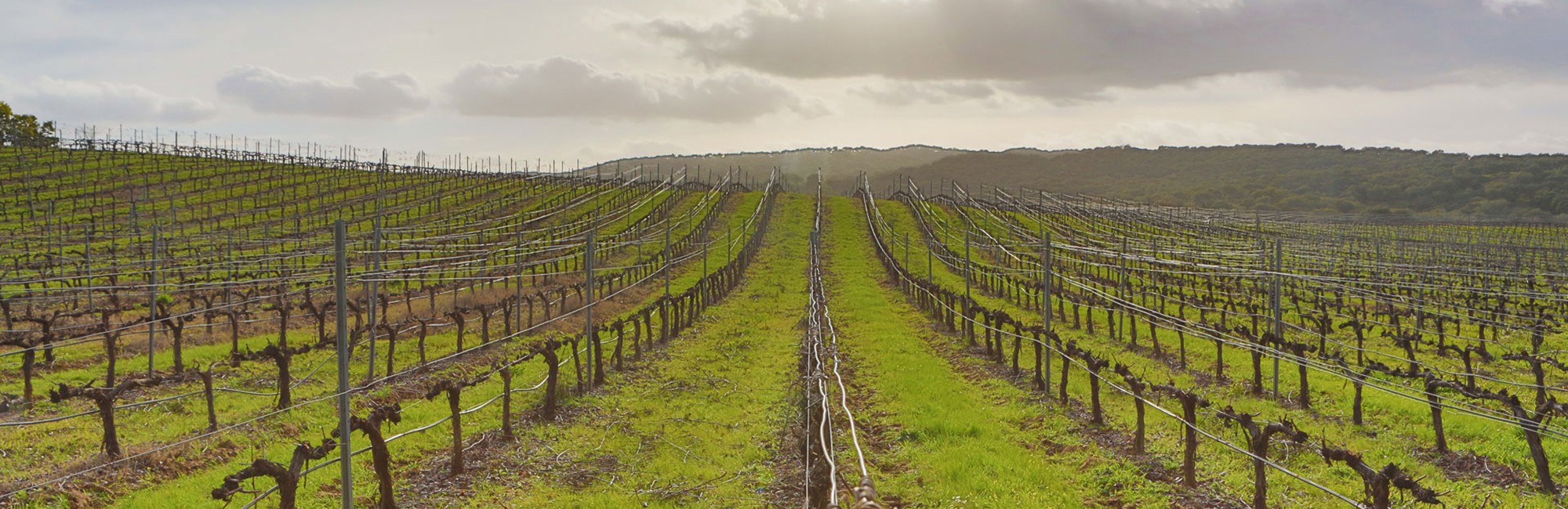 Modern Wine Estate Banner