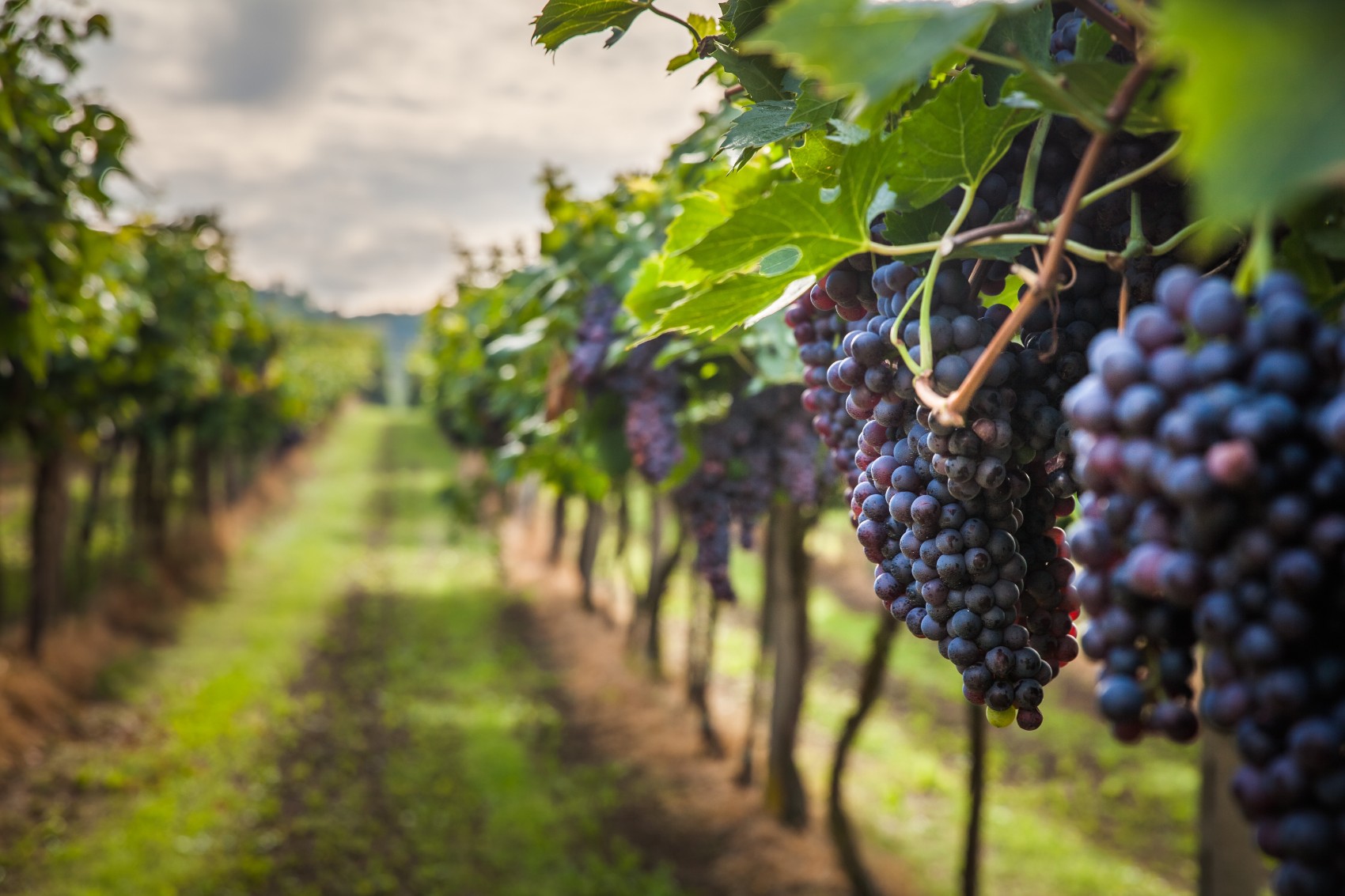 Wine Tasting Experience