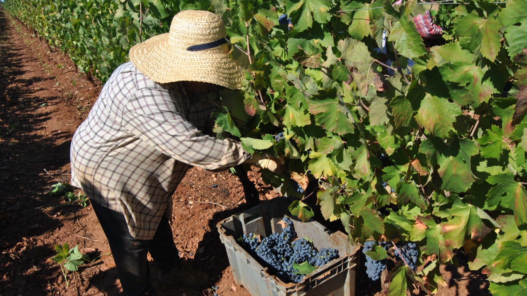 Alentejo-Top-Wineries-Journey-JPR-harvest