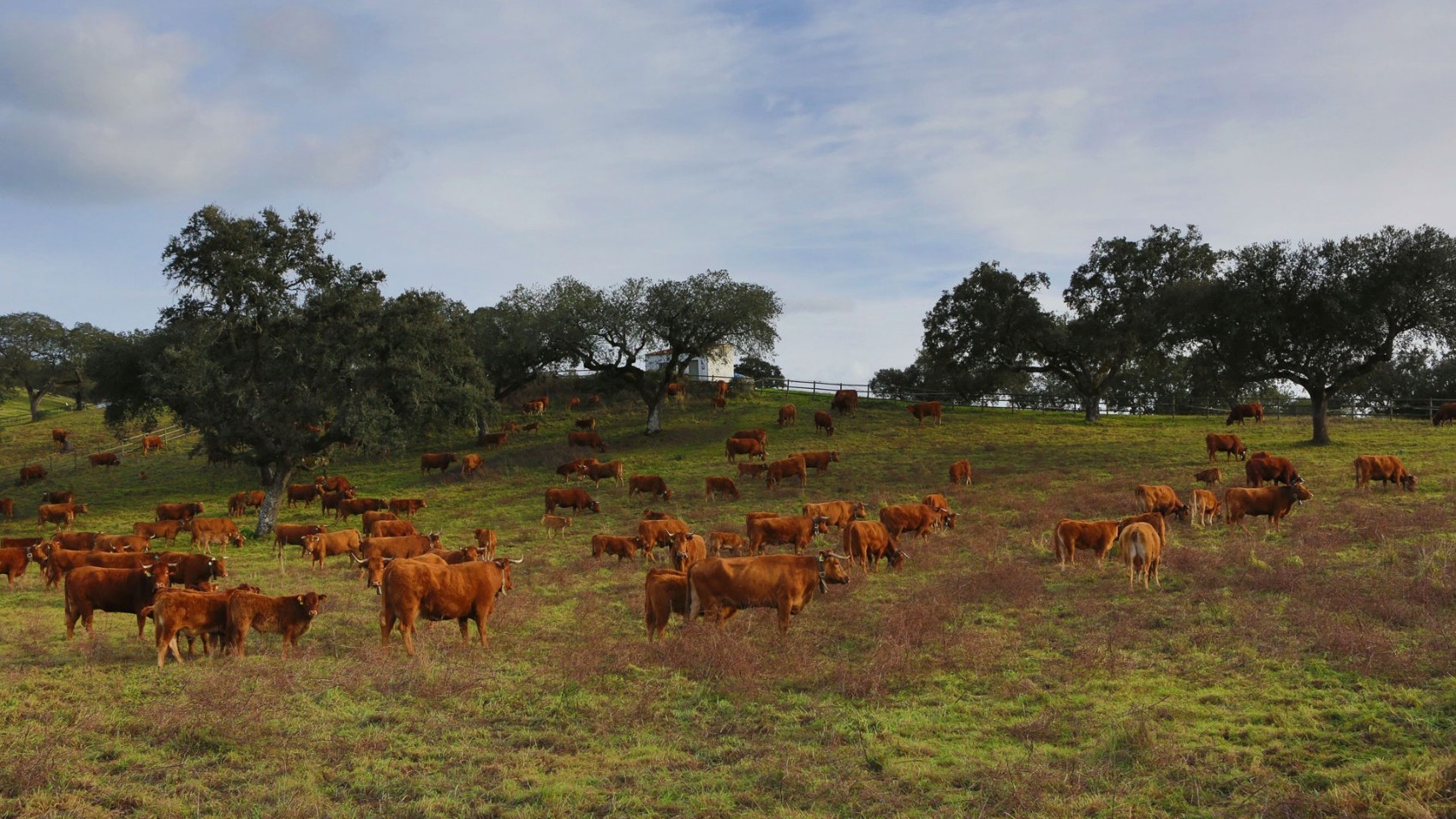 Cows Modern Wine Estate