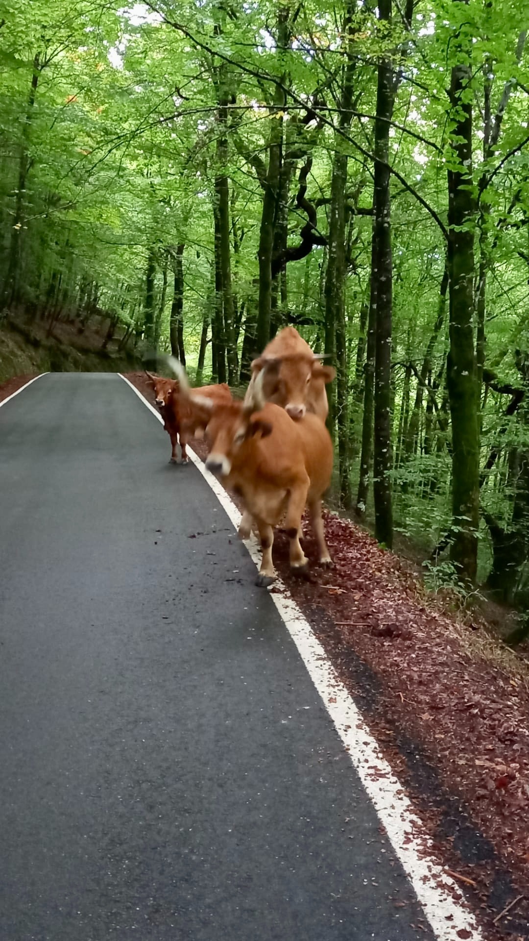 Geres-Hiking-Off-Road-cows