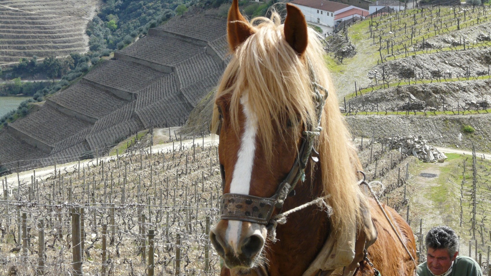 Horse Private Wine Estate