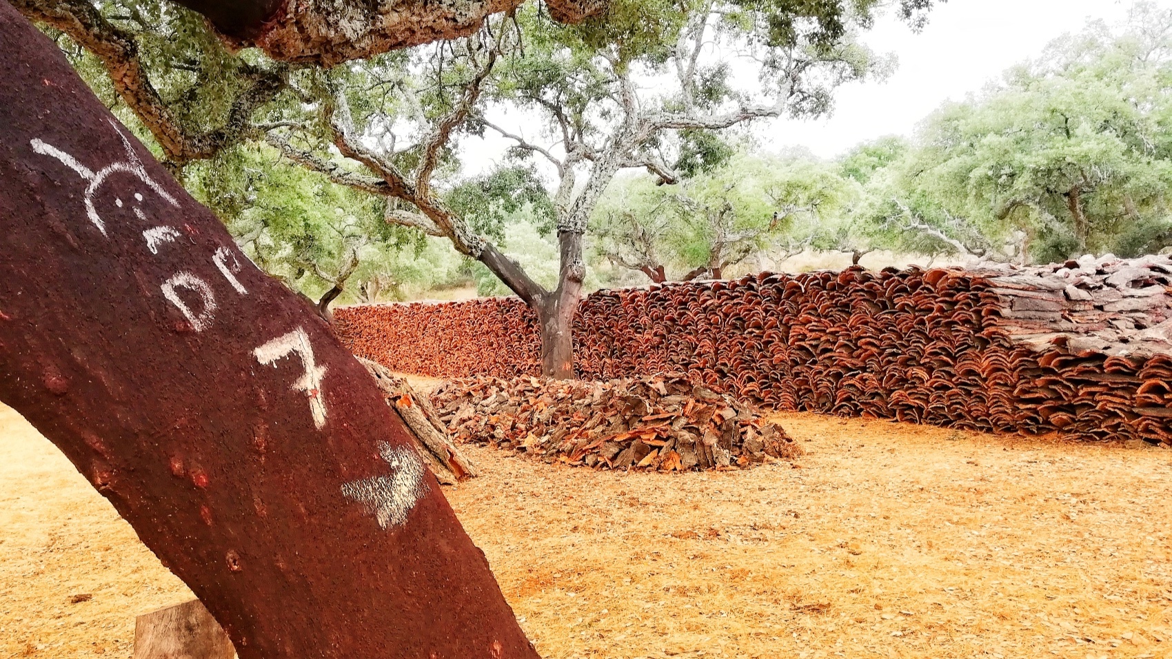 Lisbon by bike with Alentejo Cork Hike cork tree