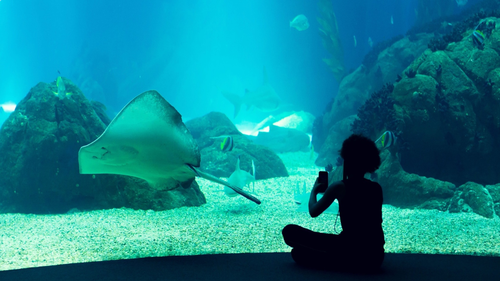 Lisbon & Sintra for Families oceanarium