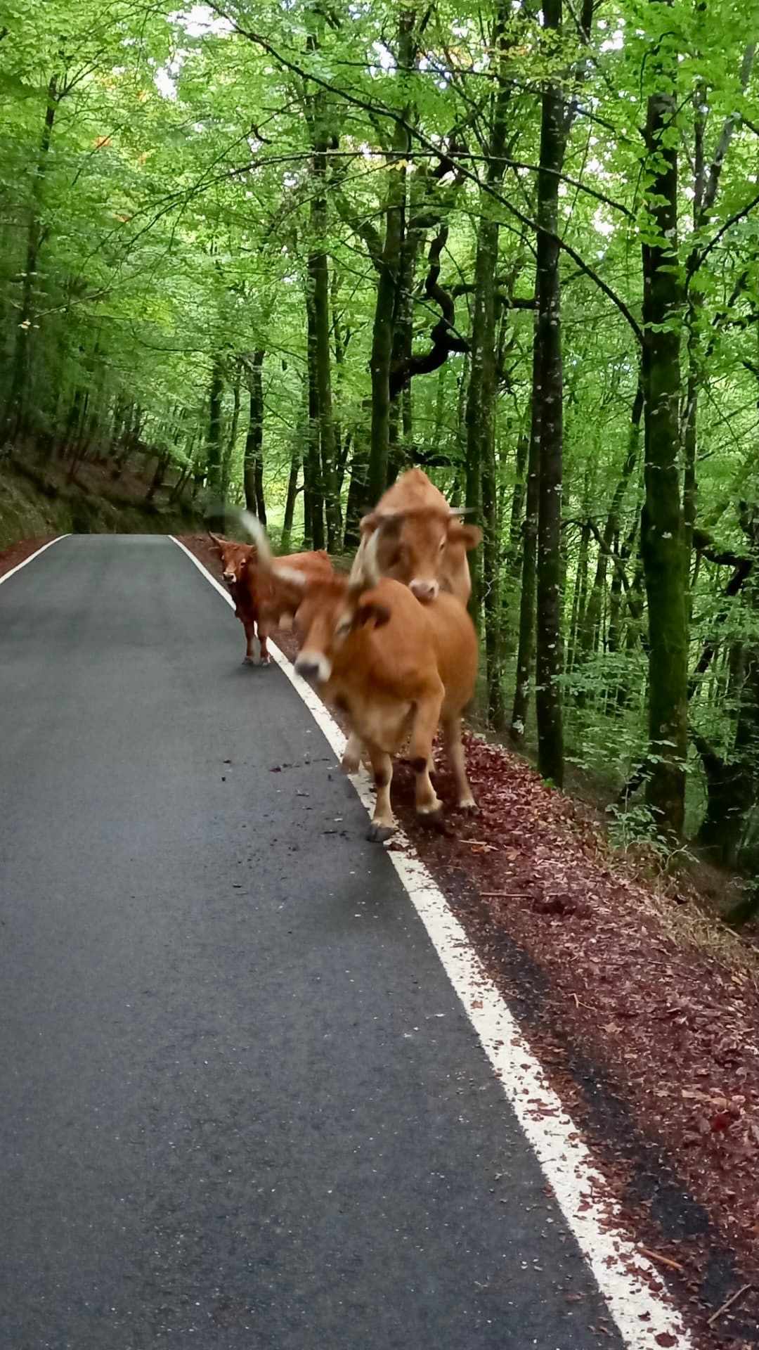 Northern Portugal Active Short Break cows