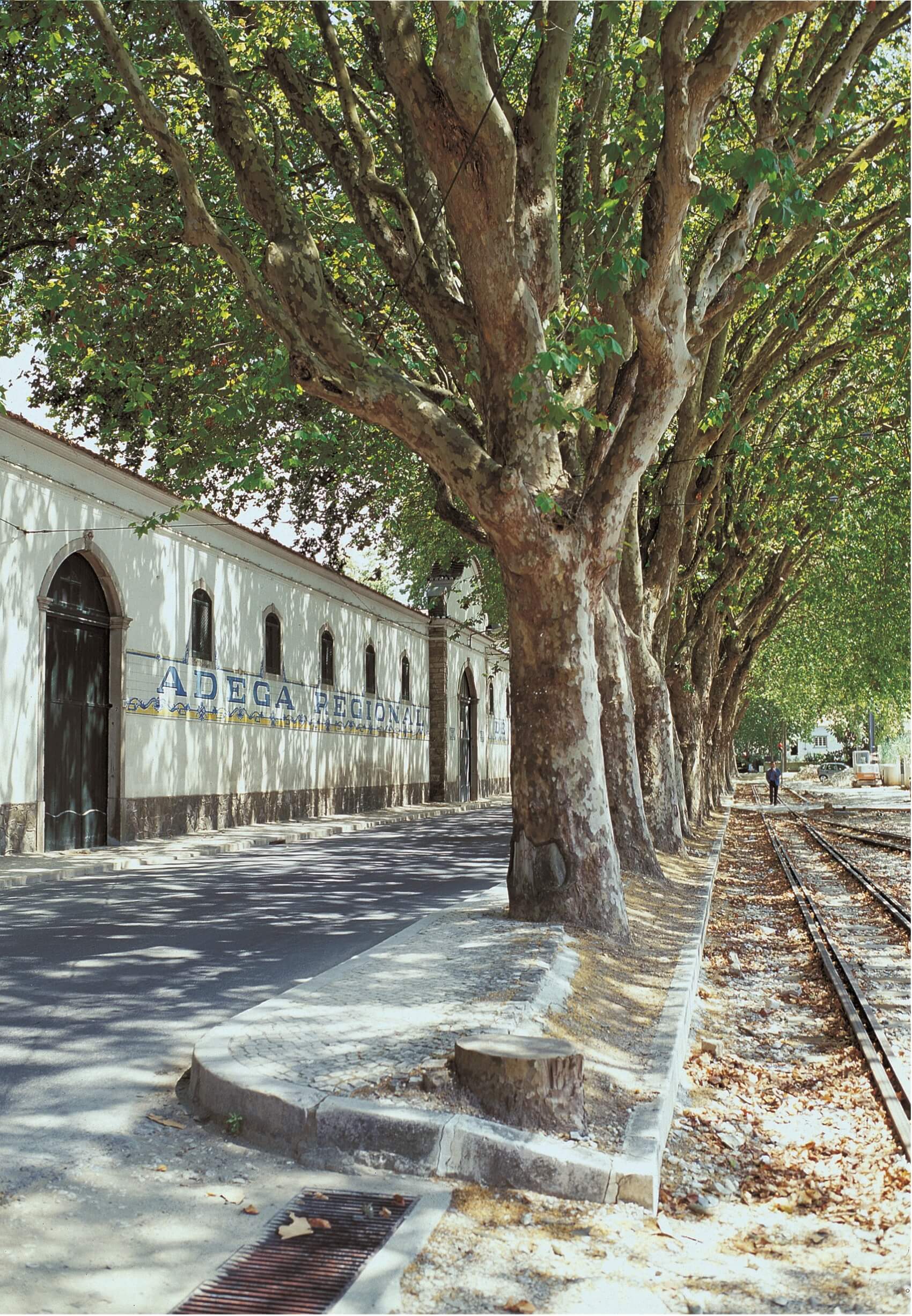 Sintra-Classic-Journey-With-local-Winery-ARC-Winery