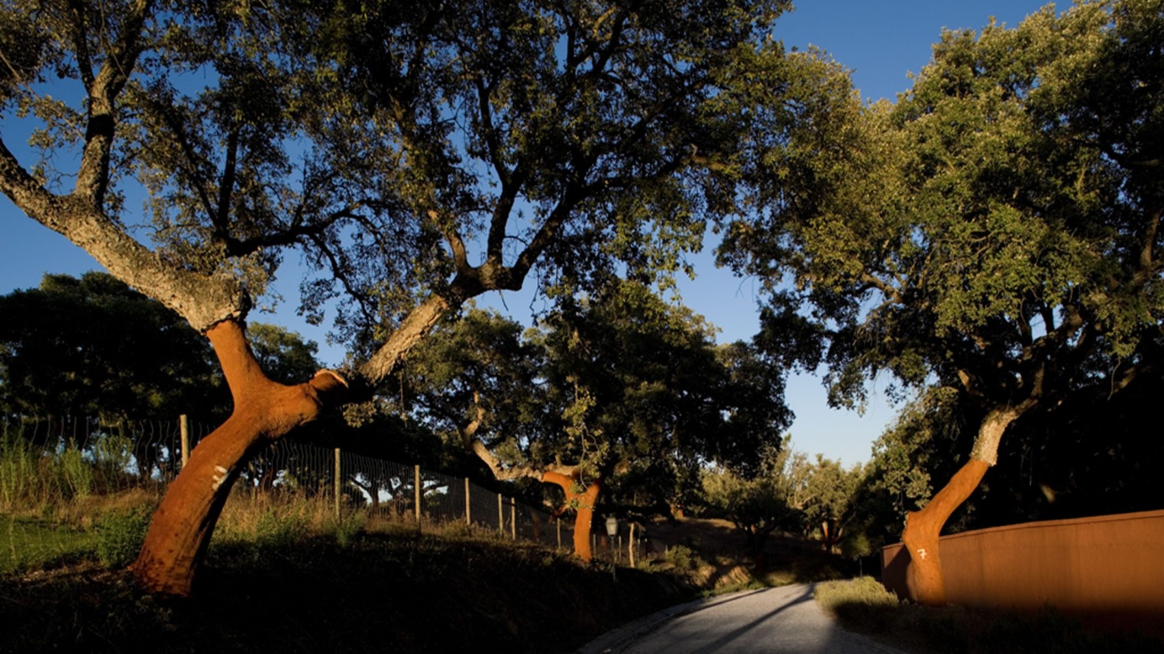 Trees Modern & Hip Wine Estate 