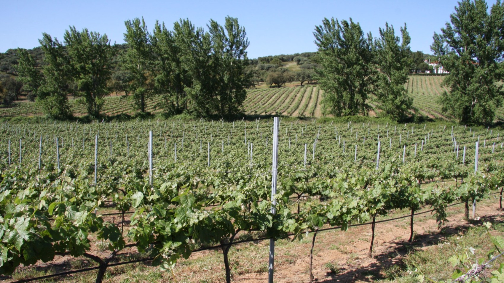 Vegetable Modern Wine Estate