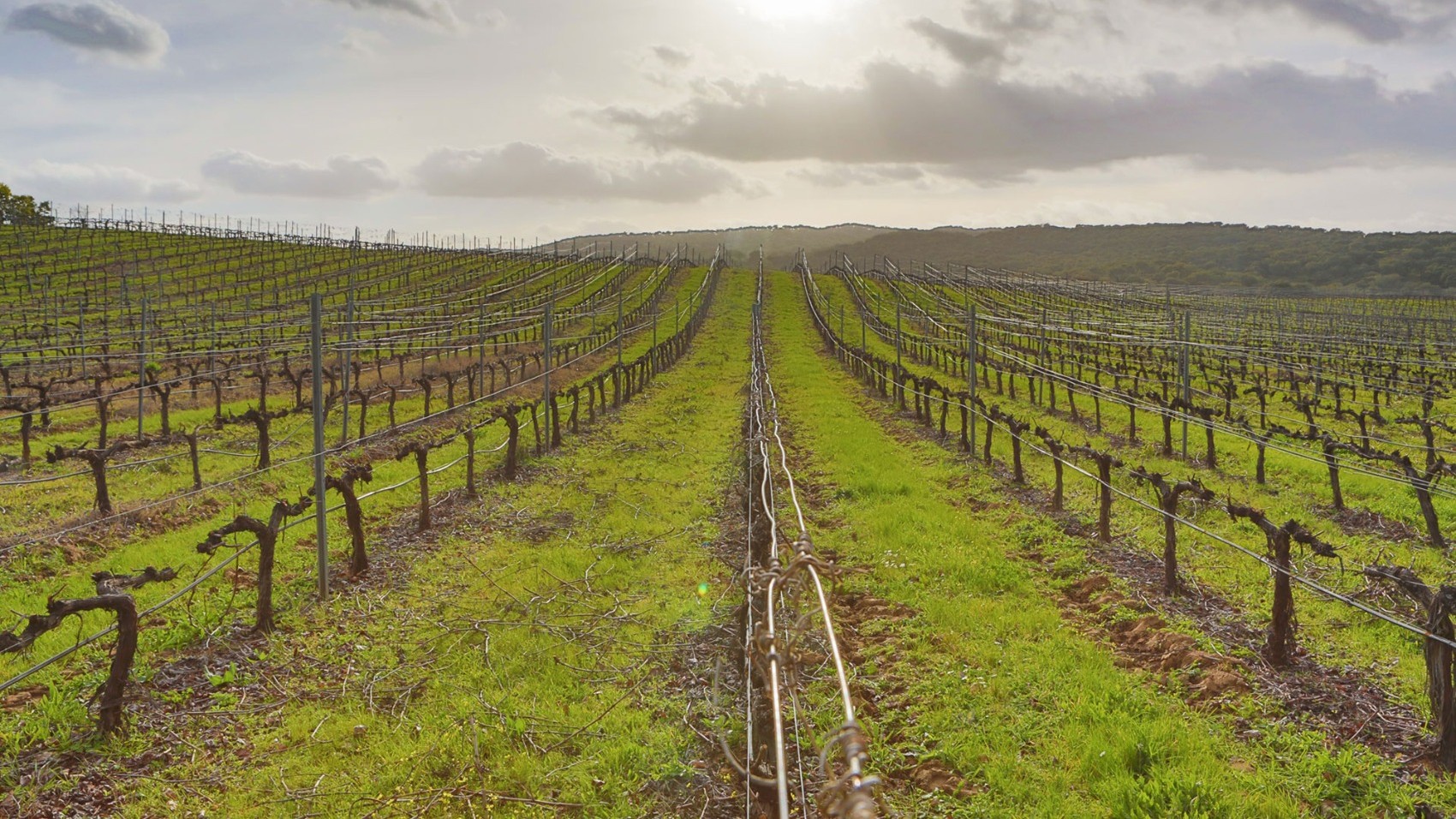 Vineyard Modern Wine Estate