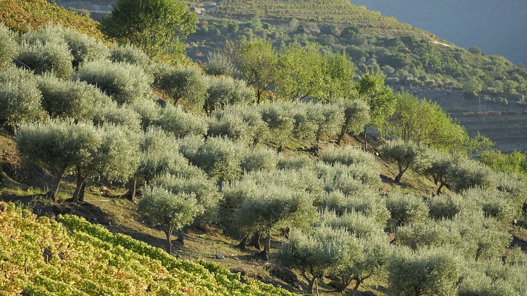 Vineyard Private Wine Estate